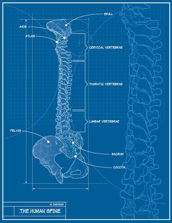 Spine Blueprint
